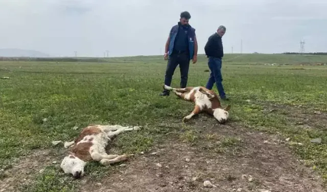 Ölümler azalırsa fiyatlar düşer