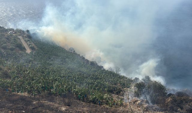 Gazipaşa'da muz bahçesinde yangın