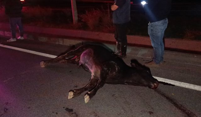 Ağıldan kaçan ineğe araçlar çarptı