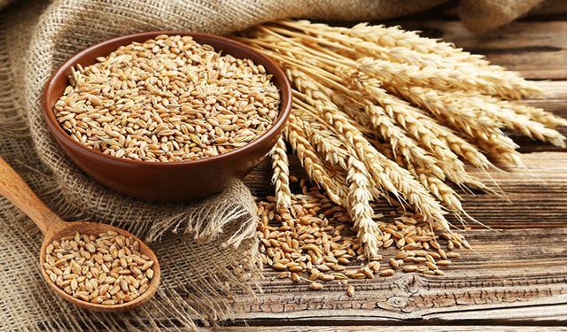 Buğdayın şifresi sertifikalı tohum desteğinde gizli