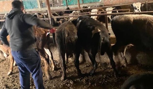 Kaçak hayvanlar ölümlere sebep oluyor