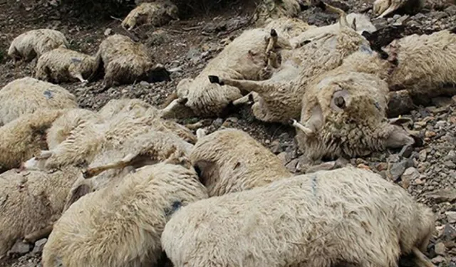 Manavgat'ta köpek saldırısı: 15 koyun telef