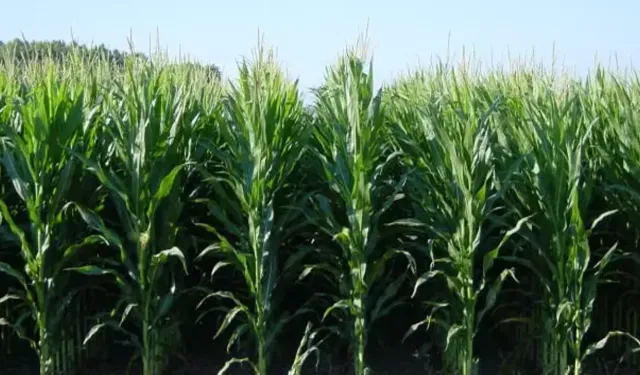 Su verimi için mısır ithal edilebilir