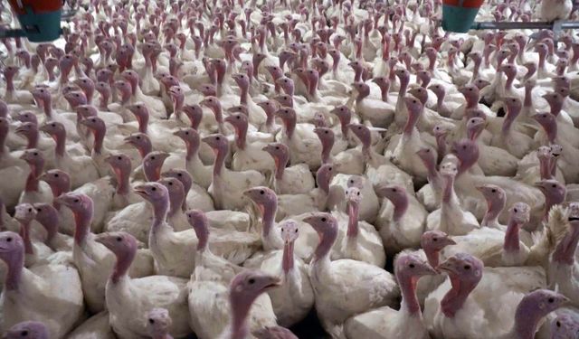 Yılbaşı hindisi 1000 TL