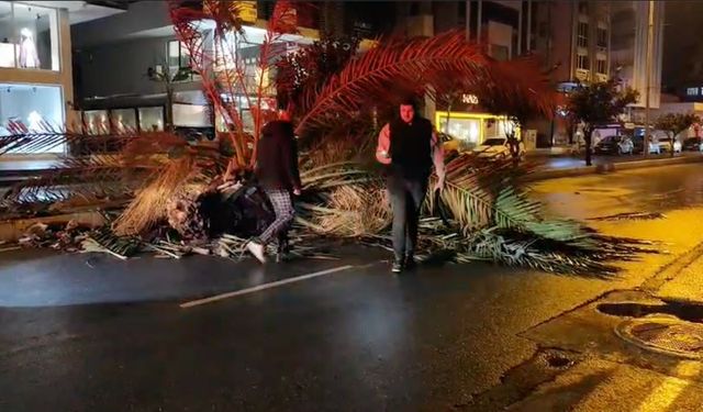 Manavgat'ta palmiye ağacı ikiye bölündü