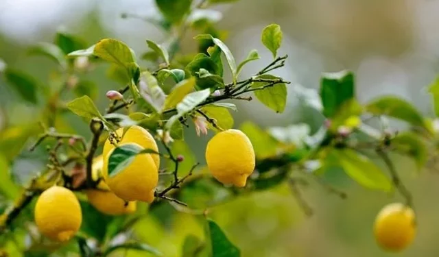 Limon ithalatına vergi indirimi