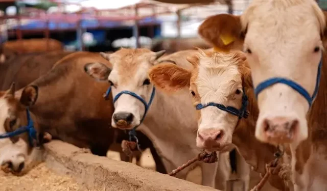Sınır kapılarında denetim artmalı