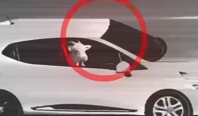 Küçükbaş hayvan hırsızları tutuklandı