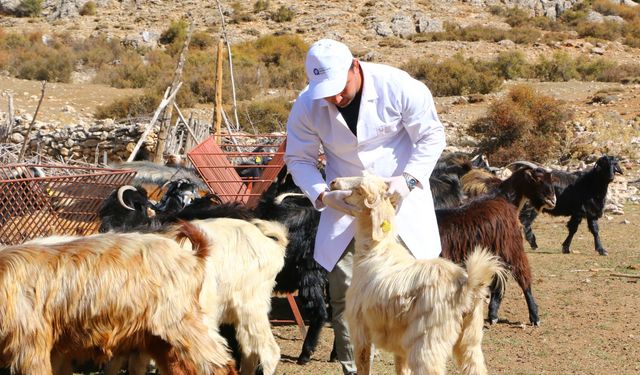 Büyükşehir 508 çobana destek oldu