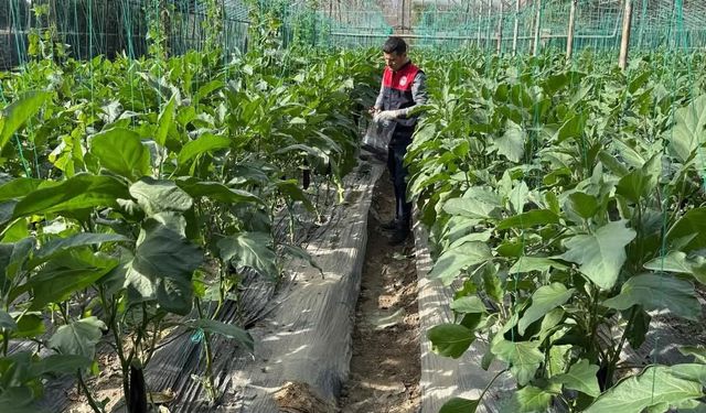 Manavgat'ta pestisit denetimi