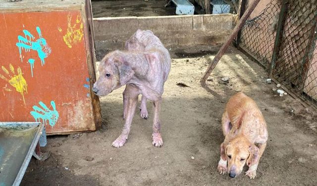 Barınaktaki görüntülere tepki yağdı