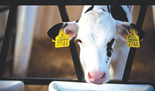 Hayvancılıktaki krizin nasıl çözüleceğini açıkladı