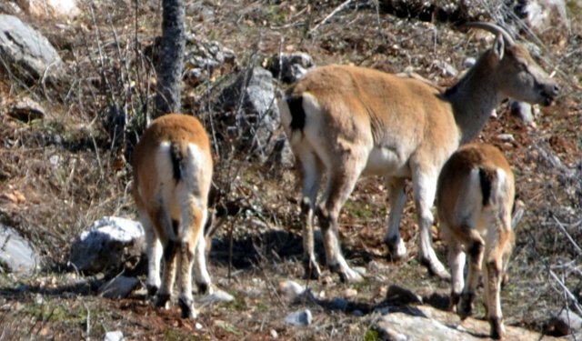 Akseki'de yaban keçileri şehre indi