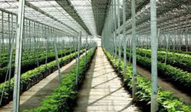 SAKSI-VİYOL VE SERA MALZEMELERİ ALIMI İŞİ