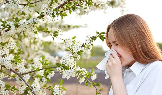 Bahar polenleri alerjiyi tetikliyor