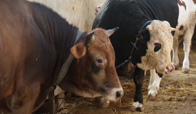 Kurbanlık alacaklara 'yaş' uyarısı