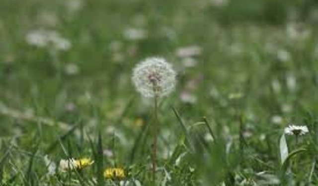 Baharda polenlere dikkat!