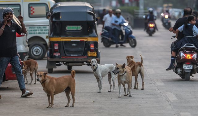 62 milyon sokak köpeği, sokakları işgal ediyor
