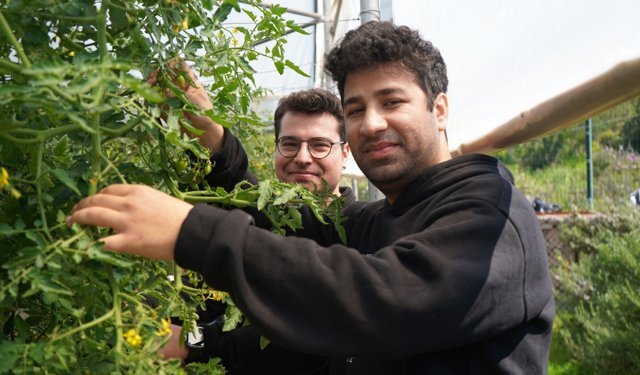 Hem tedavi görüyorlar hem para kazanıyorlar