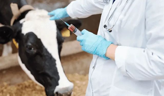 Veterinerler sorunlarına çözüm istiyor