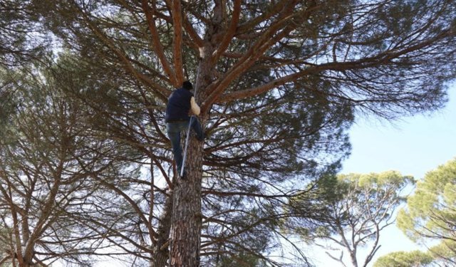 Ekmek parası için komando gibi ağaçlara tırmanıyorlar