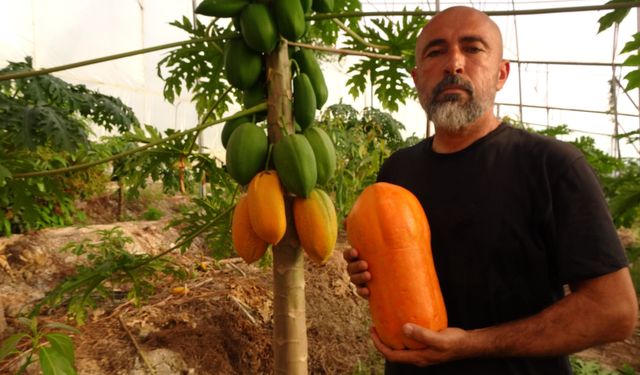 Alanya'da papaya hasadı başladı