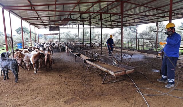 Büyükşehir'den ahırlarda ilaçlama