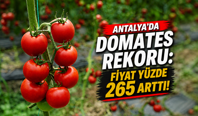 Antalya'da domates rekoru: Fiyat yüzde 265 arttı!