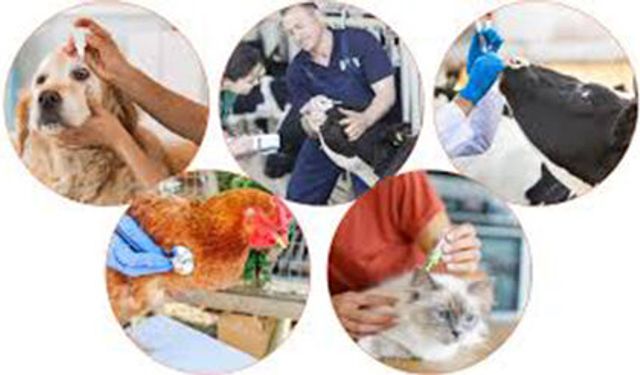 VETERİNER VE HAYVAN SAĞLIĞI İLAÇLARI ALIMI İŞİ