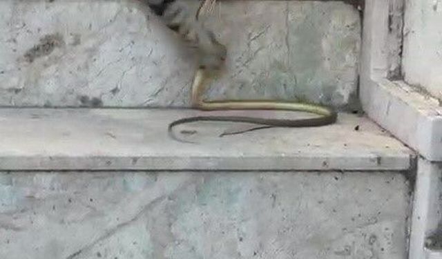 Kedinin yılanla oyunu kamerada