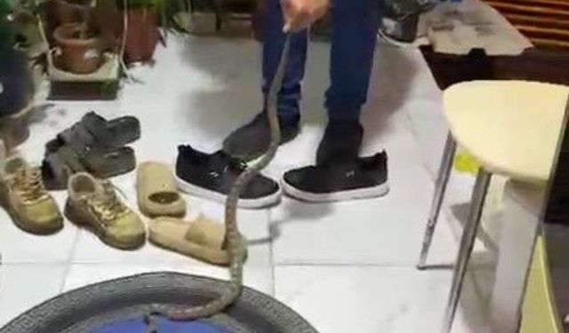 Eve giren yılanla muhabbeti güldürdü
