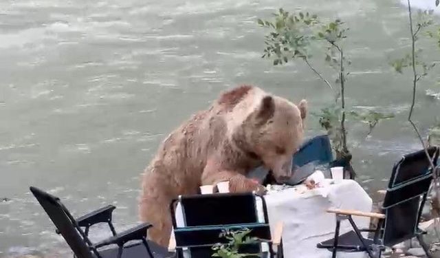 Ayının piknik keyfi kameralara yansıdı
