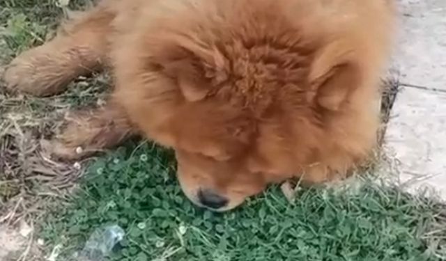 Alanya'da köpek ölümü ile ilgili bir gözaltı!