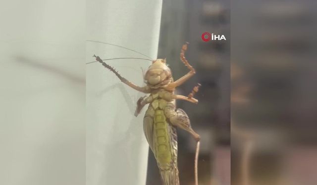 Evlere giren dev çekirgeler paniğe neden oldu