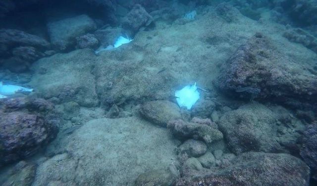 Deniz dibinde çok sayıda ölü vatoz görüntülendi