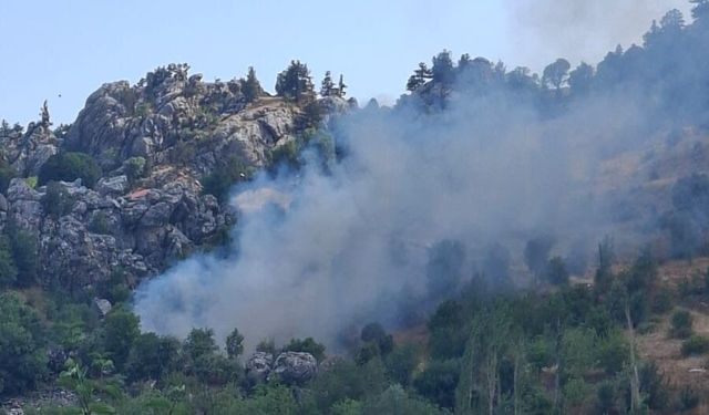 Alanya'da zeytin bahçesinde yangın!