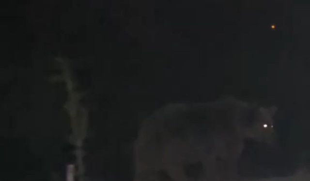 Ayılar şehir merkezinde