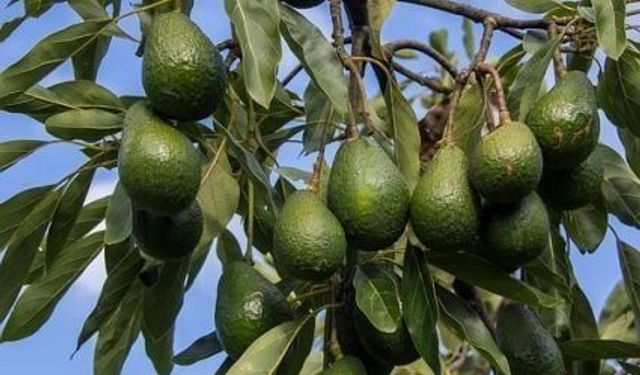 Alanya’nın yeşil altını dünyaya açılıyor