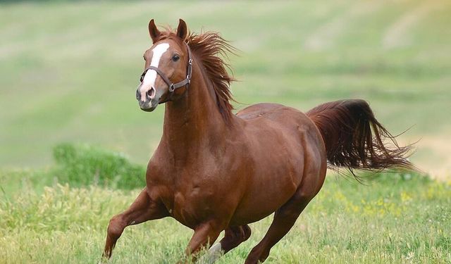 TİGEM şampiyon aygırların peşinde! 3 safkan Arap atı alınacak