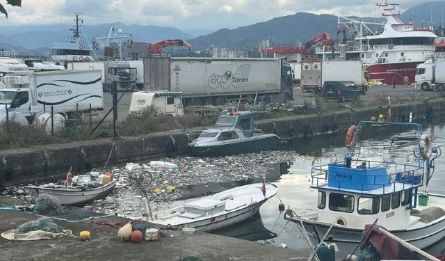 Palamut bolluğu çileye dönüştü