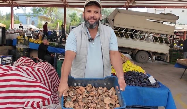Çıntar mantarı pazar tezgahında