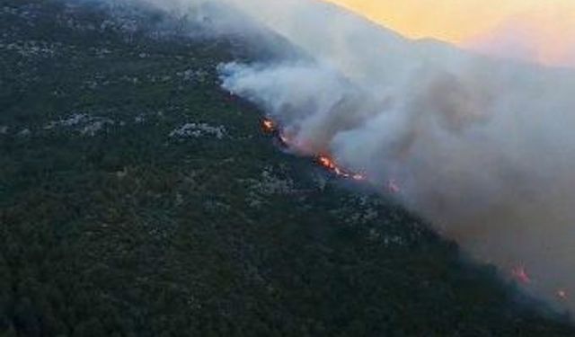 Antalya'da yangından zarar gören binlerce ağaç satılacak!