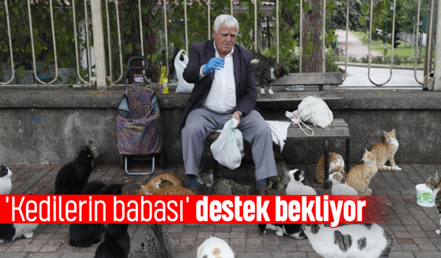 'Kedilerin babası' destek bekliyor