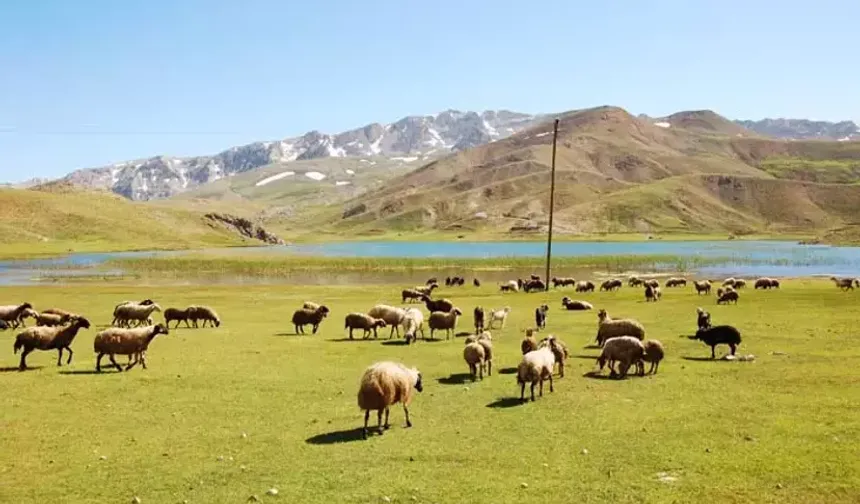 Yörüklerin yayla serüvenleri başladı