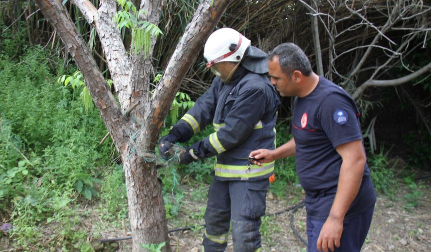 Serik'te ağa dolanan yılan kurtarıldı
