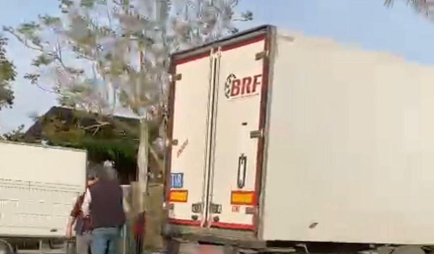 TIR refüjdeki palmiye ağacına çarptı