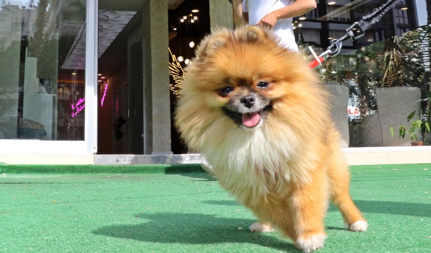Kayıp köpek bulundu