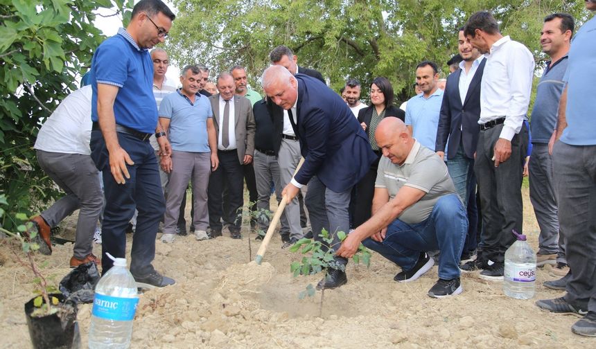 ALTSO'dan 3 bin keçiboynuzu fidanı