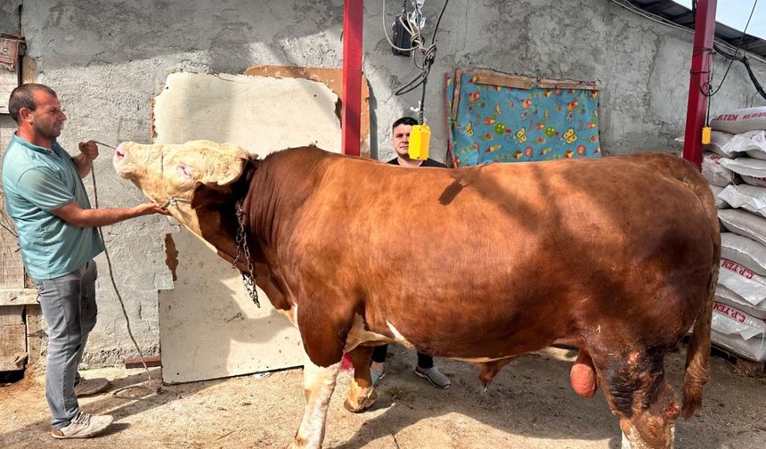 'Paşa'ya yoğun ilgi
