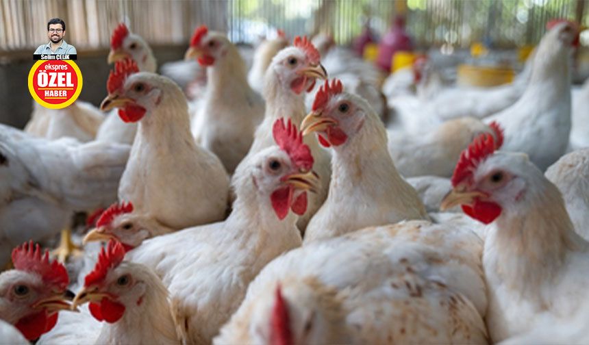 Tavukta sağlığa zararlı hormon var mı?